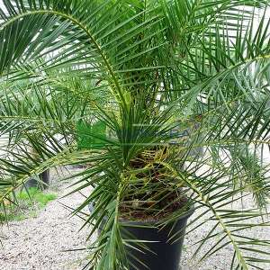 Hurma ağacı, Kanarya Adası Hurma palmiyesi,feniks,fenix - Phoenix canariensis (ARECACEAE)