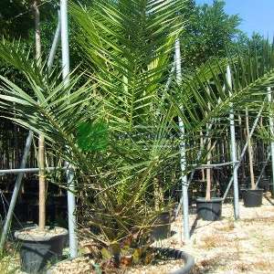 Hurma ağacı, Kanarya Adası Hurma palmiyesi,feniks,fenix - Phoenix canariensis (ARECACEAE)