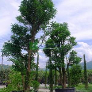 Yabani akasya, Keçiboynuzu - Robinia pseudoacacia 