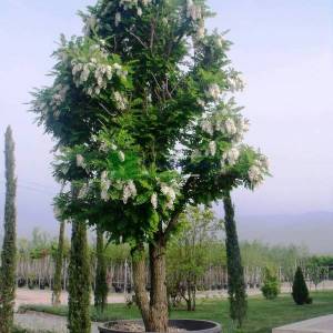 Yabani akasya, Keçiboynuzu - Robinia pseudoacacia bessoniana (FABACEAE)