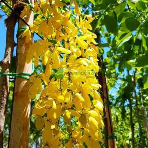 Altın ağacı, hint sarı salkımı, Altın Yağmur Sinamekisi - Cassia fistula (FABACEAE)