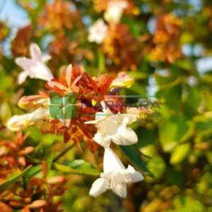 Güzellik çalısı,abelya,Büyük çiçekli abelya baston form, kısa tij,Büyük Çiçekli Kelebek Çalısı - Abelia grandiflora half tige (CAPRIFOLIACEAE)