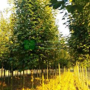 Çınar yapraklı akçaağaç - Acer platanoides (ACERACEA)