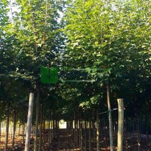 Çınar yapraklı akçaağaç - Acer platanoides (ACERACEA)