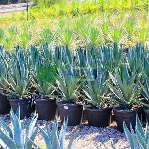 Agave Species, American Century Plant, American Aloe, Maguey