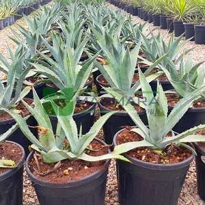 Agave Species, American Century Plant, American Aloe, Maguey