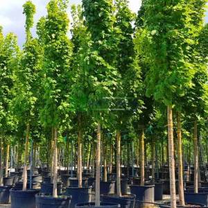 Sütun formlu çınar yapraklı akçaağaç - Acer platanoides columnare (ACERACEA)