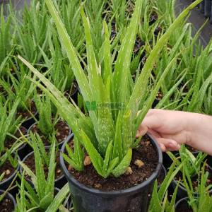 Aloe Türleri, Aloe Vera, Tıbbi sarı sabır - Aloe vera (ASPHODELACEAE)