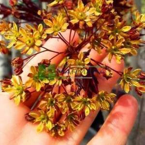 Kırmızı çınar yapraklı akçaağaç - Acer platanoides crimson king tige (ACERACEA)