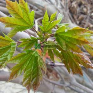 Kırmızı çınar yapraklı akçaağaç - Acer platanoides crimson king tige (ACERACEA)