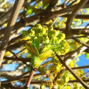 Çınar yapraklı top akçaağaç - Acer platanoides globosum (ACERACEA)