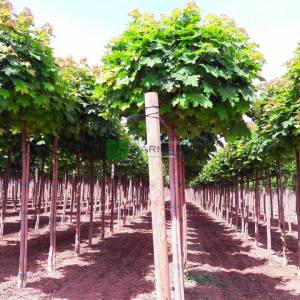 Çınar yapraklı top akçaağaç - Acer platanoides globosum (ACERACEA)