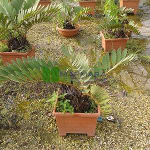 Karton palmiyesi,sikas,Cüce Zamia - Zamia pumila (Zamia latifoliolata) (ZAMIACEAE)