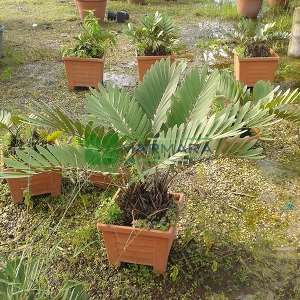 Karton palmiyesi,sikas,Cüce Zamia - Zamia pumila (Zamia latifoliolata) (ZAMIACEAE)