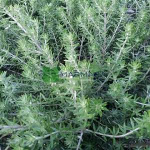 Sahil Biberiyesi - Westringia fruticosa (Westringia rosmariniformis) (LAMIACEAE)