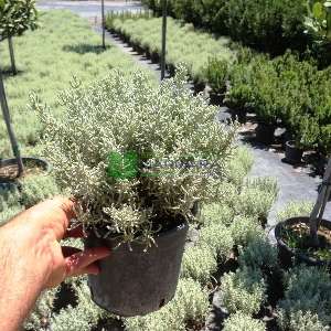 Gray Santolina, Lavender Cotton, Holy Herb, Ground Cypress, Petite Cypress