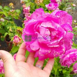 Isparta gülü pembe çiçekli peyzaj gülü, aşılı gül, kokulu gül - Rosa × damascena pink (ROSACEAE)