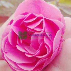 Isparta gülü pembe çiçekli peyzaj gülü, aşılı gül, kokulu gül - Rosa × damascena pink (ROSACEAE)