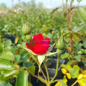 Isparta gülü kırmızı çiçekli,kokulu gül, aşılı gül,dikensiz gül,dikenli gül,yediveren gül - Rosa × damascena red (ROSACEAE)