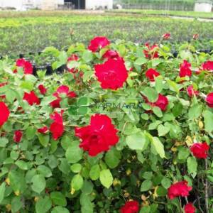 Isparta gülü kırmızı çiçekli,kokulu gül, aşılı gül,dikensiz gül,dikenli gül,yediveren gül - Rosa × damascena red (ROSACEAE)