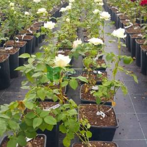 Isparta gülü beyaz çiçekli, peyzaj gülü, aşılı gül, kokulu gül - Rosa × damascena white (ROSACEAE)