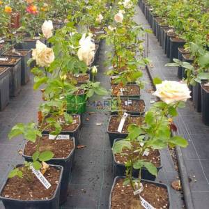 Isparta gülü beyaz çiçekli, peyzaj gülü, aşılı gül, kokulu gül - Rosa × damascena white (ROSACEAE)