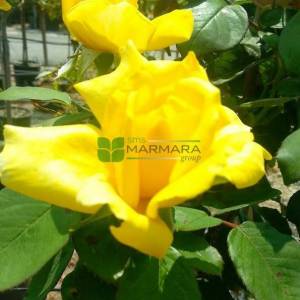 Isparta gülü sarı çiçekli,kokulu gül, aşılı gül,dikensiz gül,dikenli gül,yediveren gül - Rosa × damascena yellow (ROSACEAE)