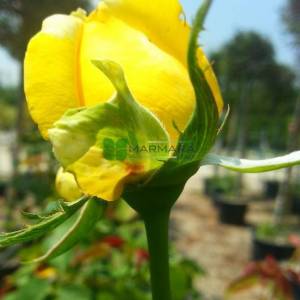 Isparta gülü sarı çiçekli,kokulu gül, aşılı gül,dikensiz gül,dikenli gül,yediveren gül - Rosa × damascena yellow (ROSACEAE)