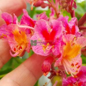Pembe Kırmızı çiçekli atkestanesi - Aesculus carnea briotii (SAPINDACEAE)