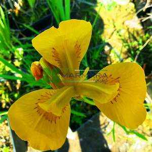 Bataklık süseni, Sarı süsen - Iris pseudacorus (IRIDACEAE)