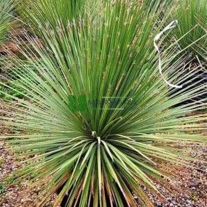 ımpara kağıdı, Dasylirion - Dasylirion serratifolium (Yucca serratifolia) (ASPARAGACEAE)