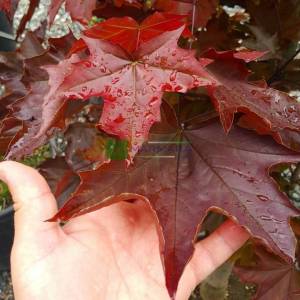 Kırmızı çınar yapraklı akçaağaç piramit formlu - Acer platanoides crimson king pyramid (ACERACEA)