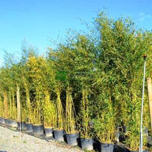 Altuni bambu, bambo - Bambusa (Phyllostachys) aurea (POACEAE)