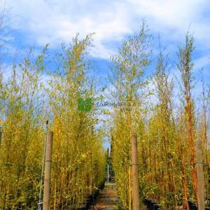 Altuni bambu, bambo - Bambusa (Phyllostachys) aurea (POACEAE)