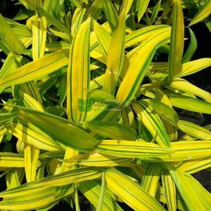 Bodur altuni bambu fidanı - Bambusa (Phyllostachys) nana variegata (POACEAE)