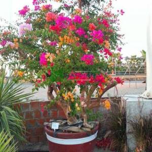 Begonvil Büyük, Kağıt Çiçek aşılı kırmızı, pembe, turuncu, - Bougainvillea glabra multicolor bonsai (NYCTAGINACEAE)