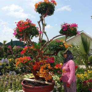 Begonvil Büyük, Kağıt Çiçek aşılı kırmızı, pembe, turuncu, - Bougainvillea glabra multicolor bonsai (NYCTAGINACEAE)
