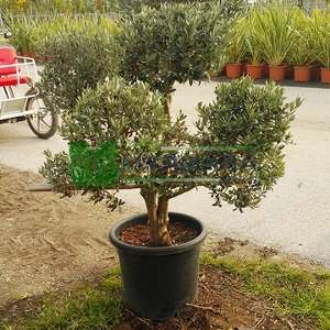Ponpon mini şekilli Zeytin ağacı, Avrupa zeytini, Topiary zeytin - Olea europa mini ponpon (OLEACEAE)
