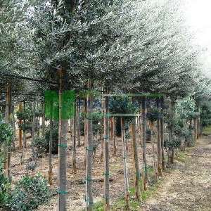 Tijli şekilli Zeytin ağacı, Avrupa zeytini, Topiary zeytin - Olea europa tige standart (OLEACEAE)
