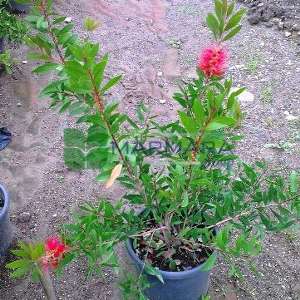 Şişe fırçası çalısı - Callistemon laevis bush (MYRTACEAE)
