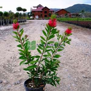 Şişe fırçası çalısı - Callistemon laevis bush (MYRTACEAE)