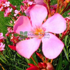 Zakkum pembe çiçekli çalı formlu - Nerium oleander pink bush (APOCYNACEAE)