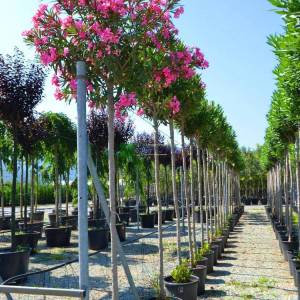 Zakkum pembe çiçekli ağaç formlu,baston zakkum - Nerium oleander pink (APOCYNACEAE)