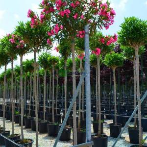Zakkum pembe çiçekli ağaç formlu,baston zakkum - Nerium oleander pink (APOCYNACEAE)
