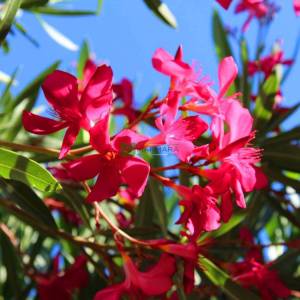 Zakkum kırmızı çiçekli ağaç formlu - Nerium Oleander hardy red standart (APOCYNACEAE)