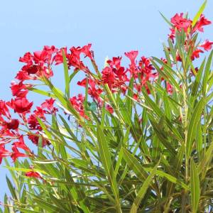 Zakkum kırmızı çiçekli ağaç formlu - Nerium Oleander hardy red standart (APOCYNACEAE)