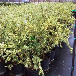 Kurtbağrı sarı-yeşil geniş yapraklı - Ligustrum japonicum texanum variegatum (OLEACEAE)