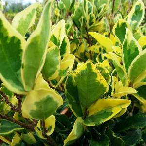 Kurtbağrı sarı-yeşil geniş yapraklı - Ligustrum japonicum texanum variegatum (OLEACEAE)