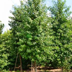 Doğu sığlası, Anadolu Sığlası, Kızaran Amber ağacı,Türk sığlası ağaç formlu - Liquidambar orientalis tige (ALTINGIACEAE)