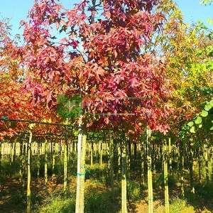 Amerikan küre çiçekli gün sığlası, Kızaran Amber ağacı piramit formlu - Liquidambar styraciflua worplesdon tige (ALTINGIACEAE)
